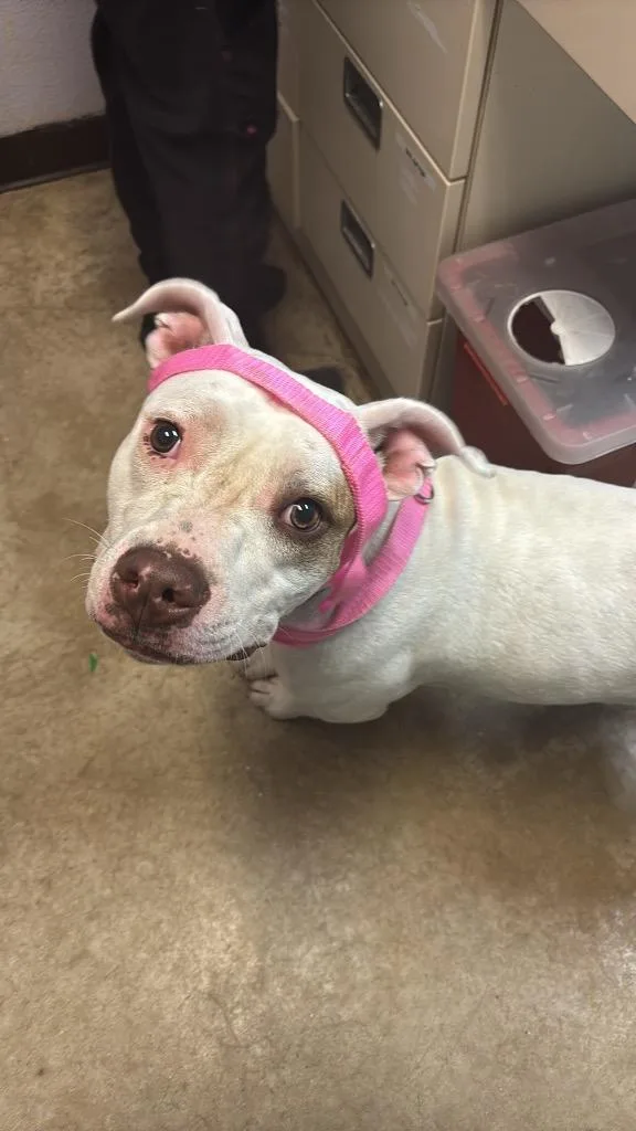 A young large-sized female American Staffordshire Terrier dog named Pie for adoption in New Braunfels, TX