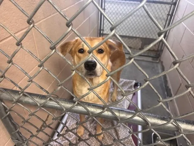 A young medium-sized male Golden Retriever dog named Kaz for adoption in Fairfield, CA