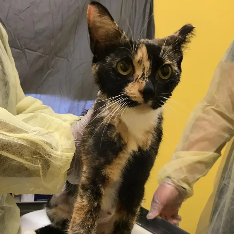 Callie