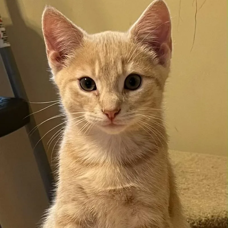 A baby small-sized male Buff / Tan / Fawn Domestic Short Hair cat named Simba for adoption in Winchester, VA