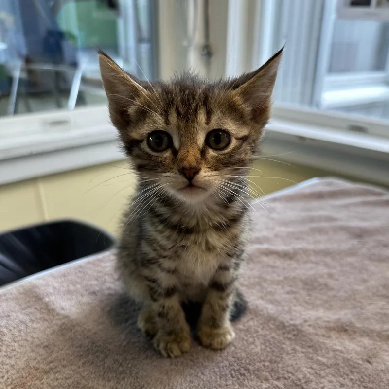 A baby small-sized male Brown / Chocolate Domestic Short Hair cat named Ugg for adoption in East Smithfield , PA