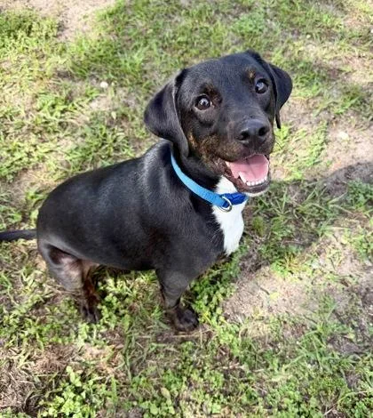 An adult medium-sized male Boxer dog named Duke Butler for adoption in Inverness, FL