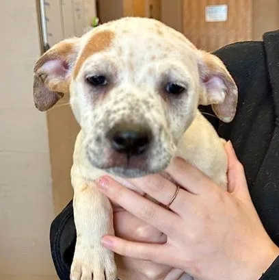 A baby medium-sized female White / Cream Mixed Breed dog named Bloom for adoption in Fernandina Beach, FL
