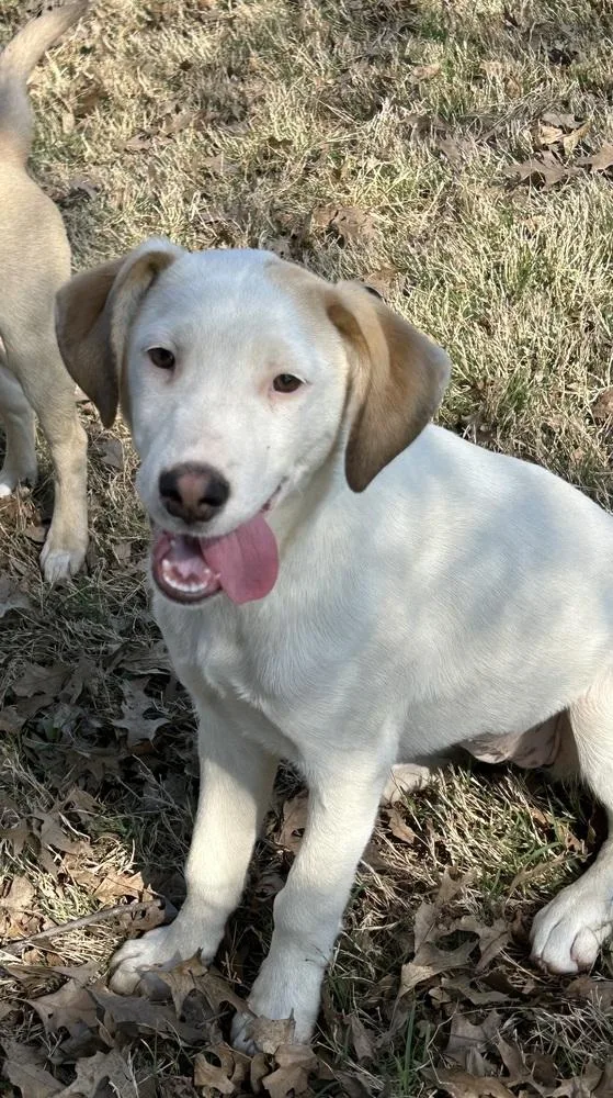 Bella  Colette’s Girls thumbnail 2