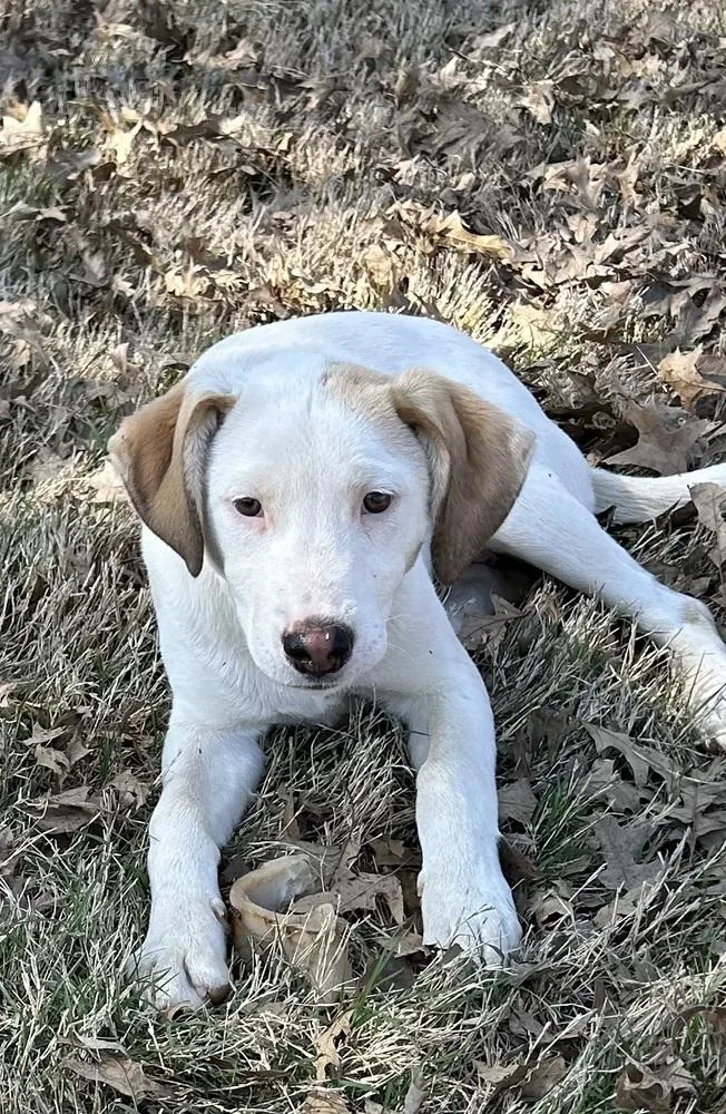 Bella  Colette’s Girls thumbnail 3