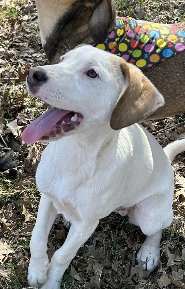 Bella  Colette’s Girls thumbnail 4