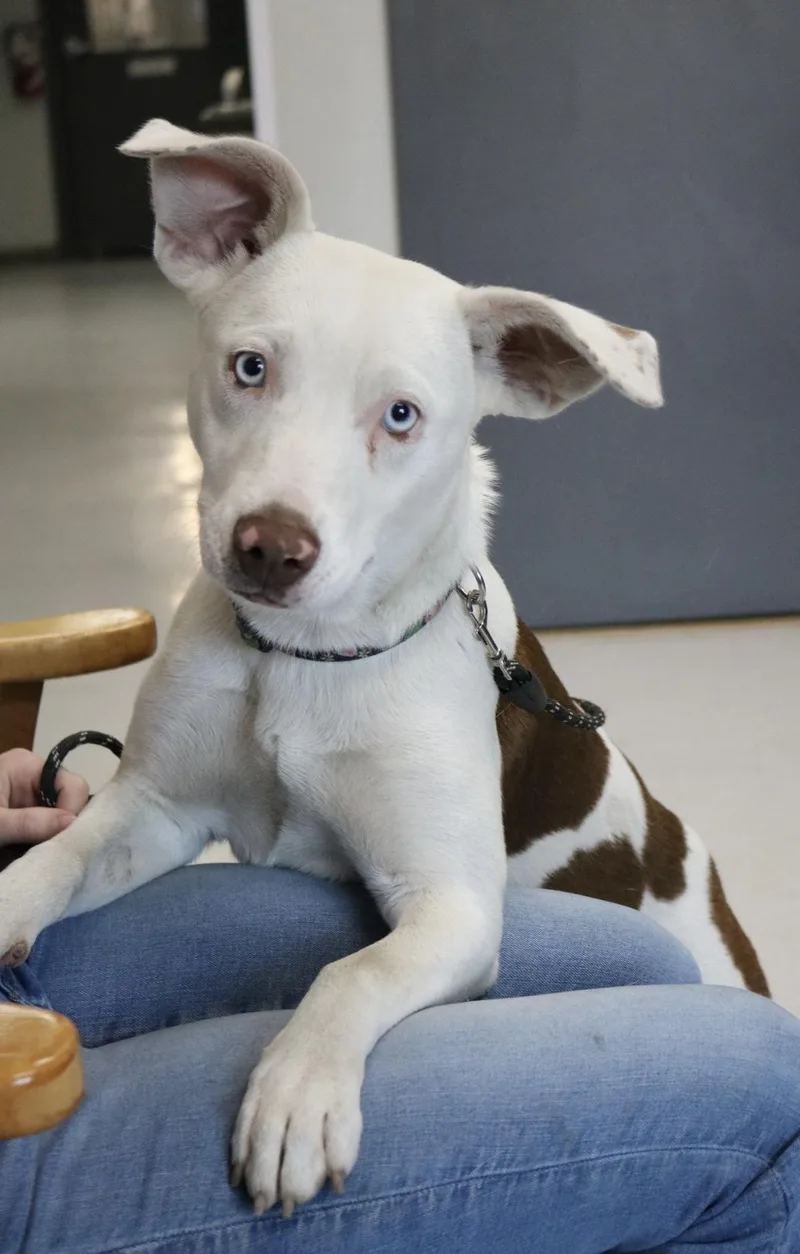An adult medium-sized female Brown / Chocolate Mixed Breed dog named Revere for adoption in La Grande, OR