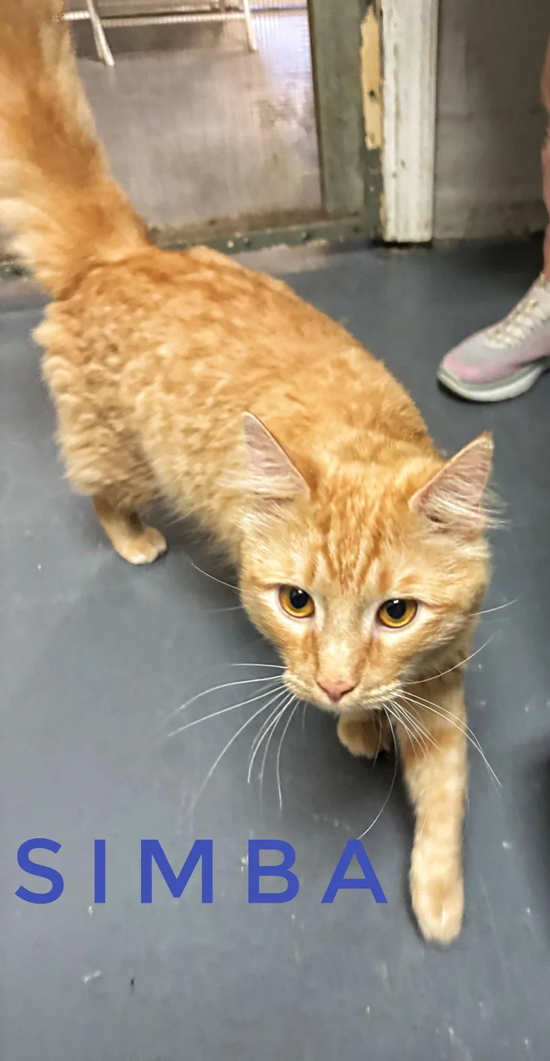 Simba  Cchs thumbnail 2