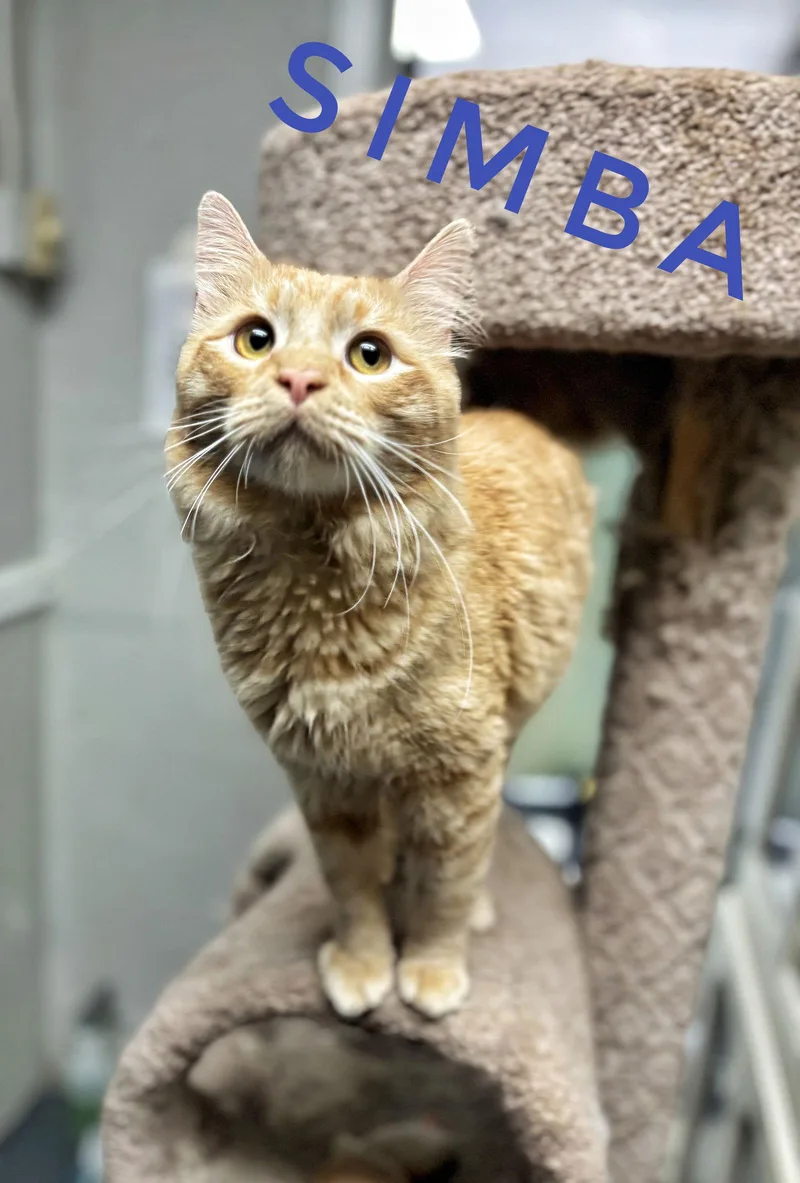 Simba  Cchs thumbnail 3