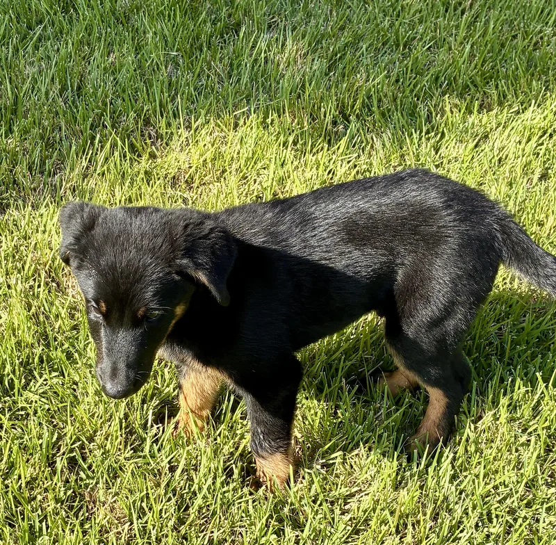 A baby medium-sized male Black Bernese Mountain Dog dog named Timber for adoption in Cordova, TN