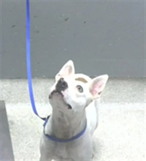 A young small-sized female American Staffordshire Terrier dog named Jazzmin for adoption in Tallahassee, FL