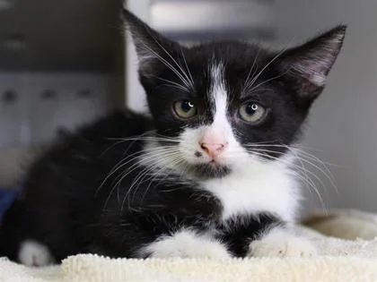 A baby small-sized female Domestic Short Hair cat named Coral for adoption in Daytona Beach, FL