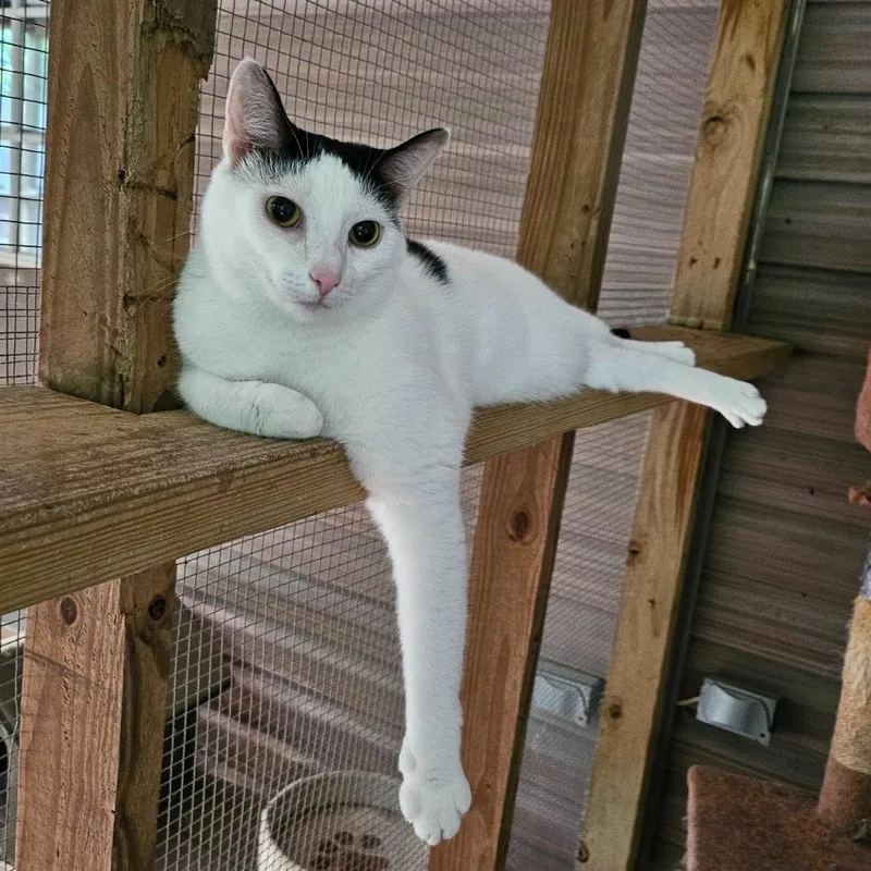 An adult small-sized female Domestic Short Hair cat named Savannah for adoption in North Augusta, SC