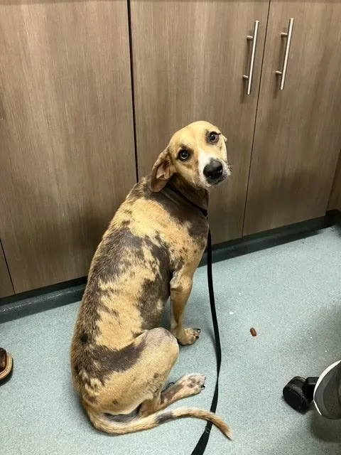 A young small-sized female Black Mouth Cur dog named Purah for adoption in Baytown, TX