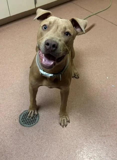 A young large-sized male Pit Bull Terrier dog named Leo for adoption in Cookeville, TN