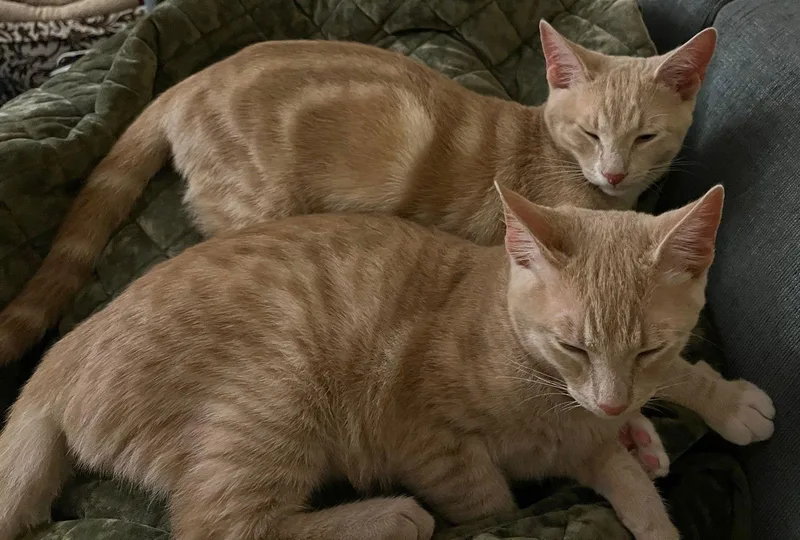 Immanuel thumbnail 2