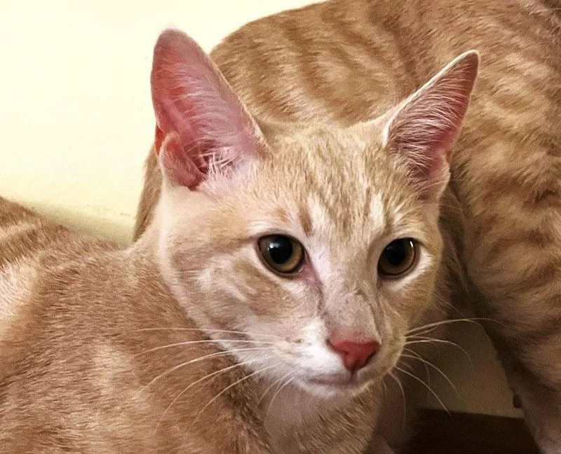 Immanuel thumbnail 3