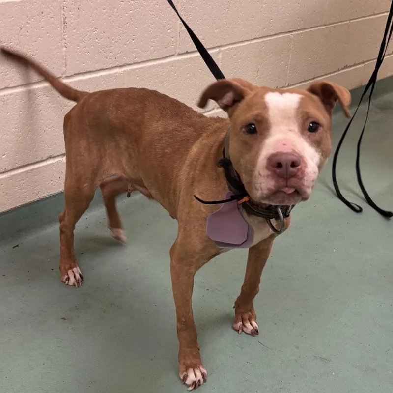 An adult medium-sized female Yellow / Tan / Blond / Fawn Mixed Breed dog named Mississippi for adoption in Memphis, TN