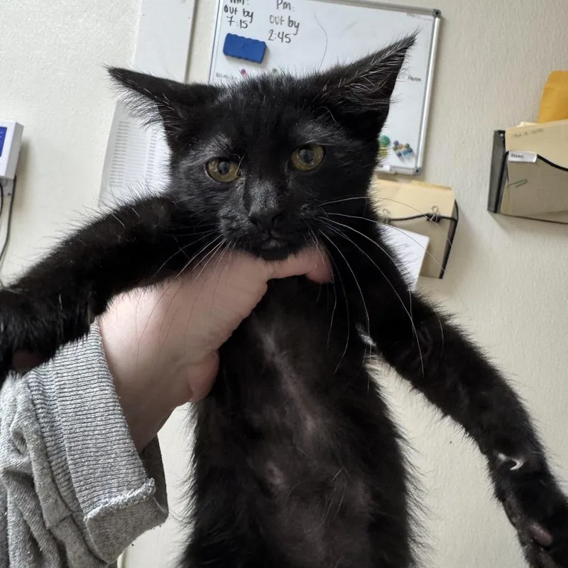A baby small-sized male Black Domestic Short Hair cat named Six for adoption in Pekin, IL