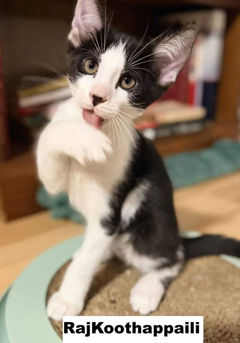 A baby medium-sized male Domestic Short Hair cat named Raj for adoption in Zimmerman, MN