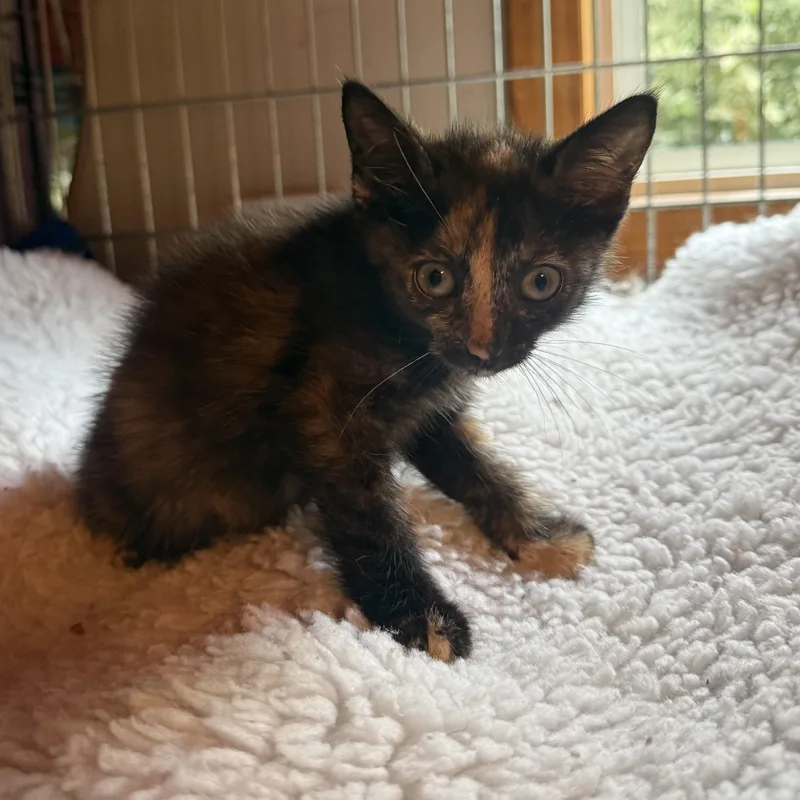 A baby small-sized female Tortoiseshell Domestic Short Hair cat named Little Wee for adoption in Buffalo, NY