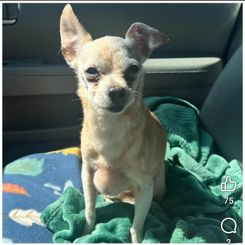 A senior small-sized female Apricot / Beige Chihuahua dog named Ruthie for adoption in Clovis, CA