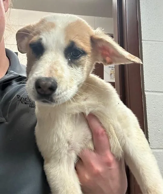 Sweetpea thumbnail 2