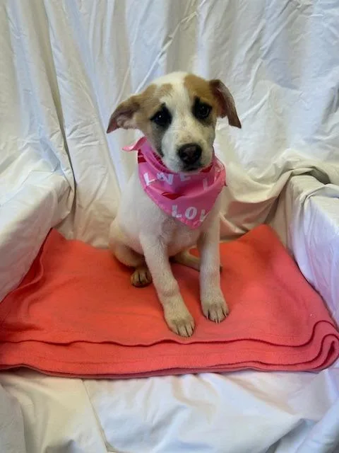 Sweetpea thumbnail 3