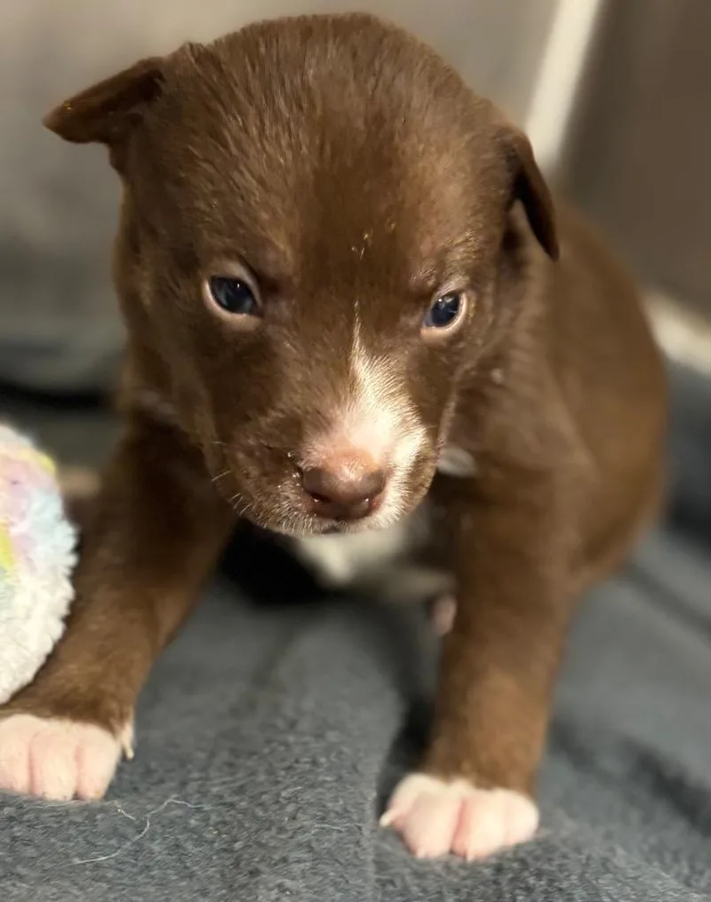 A baby large-sized female Husky dog named Lainey for adoption in Carthage, MO