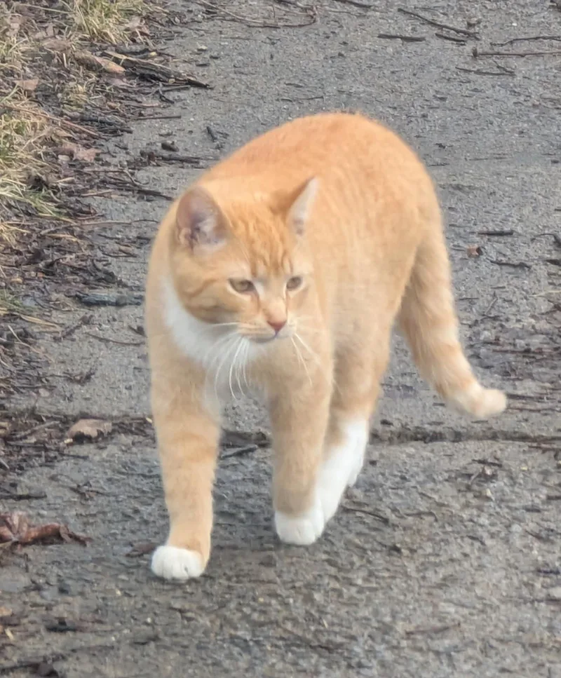 A baby medium-sized male Tabby (Orange / Red) Domestic Short Hair cat named Cheeto for adoption in Toledo, OH