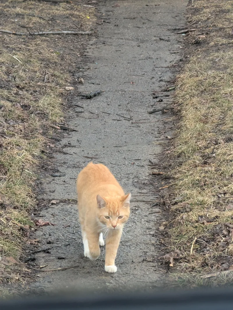 Cheeto thumbnail 2
