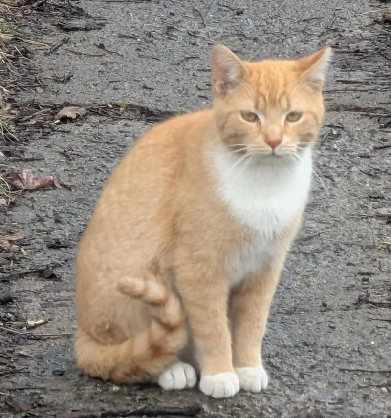 Cheeto thumbnail 3