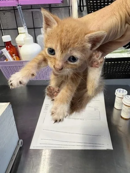 A baby small-sized male Domestic Short Hair cat named Fanta for adoption in Mobile, AL