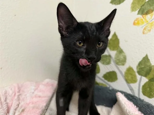 A baby small-sized male Domestic Short Hair cat named Midnight for adoption in McKinleyville, CA