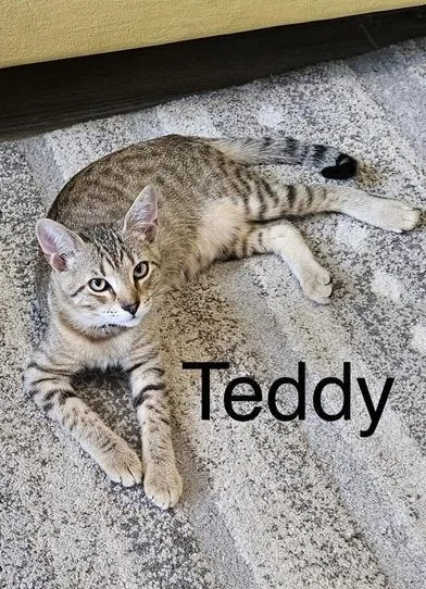 Teddy thumbnail 4