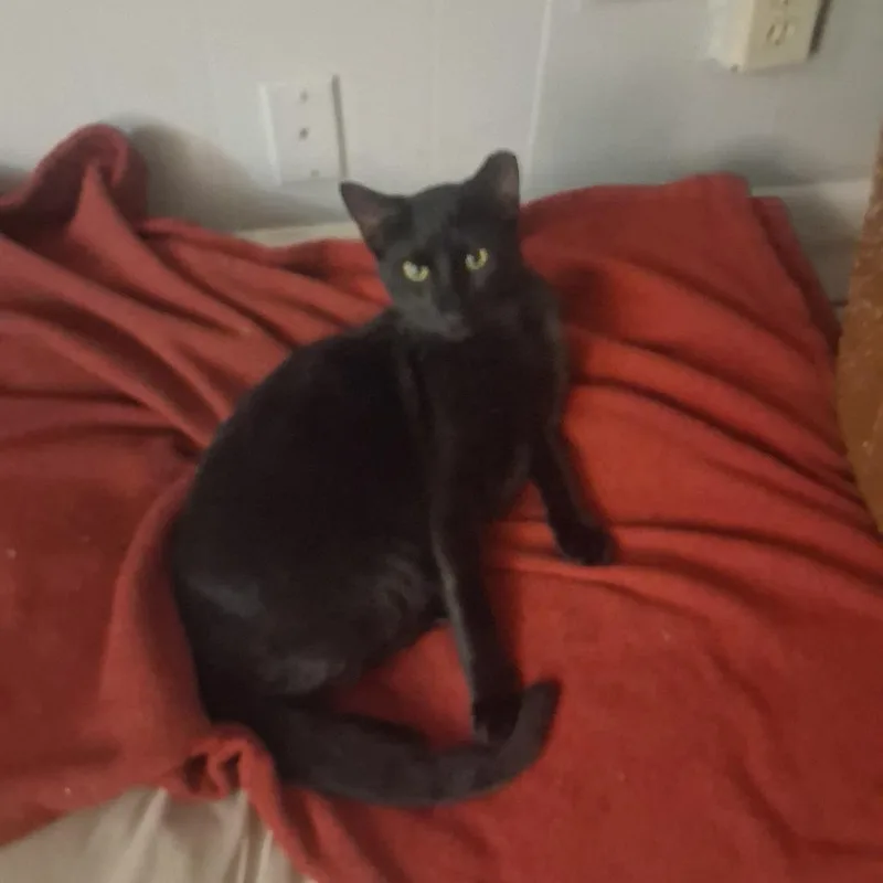 Midnight thumbnail 2