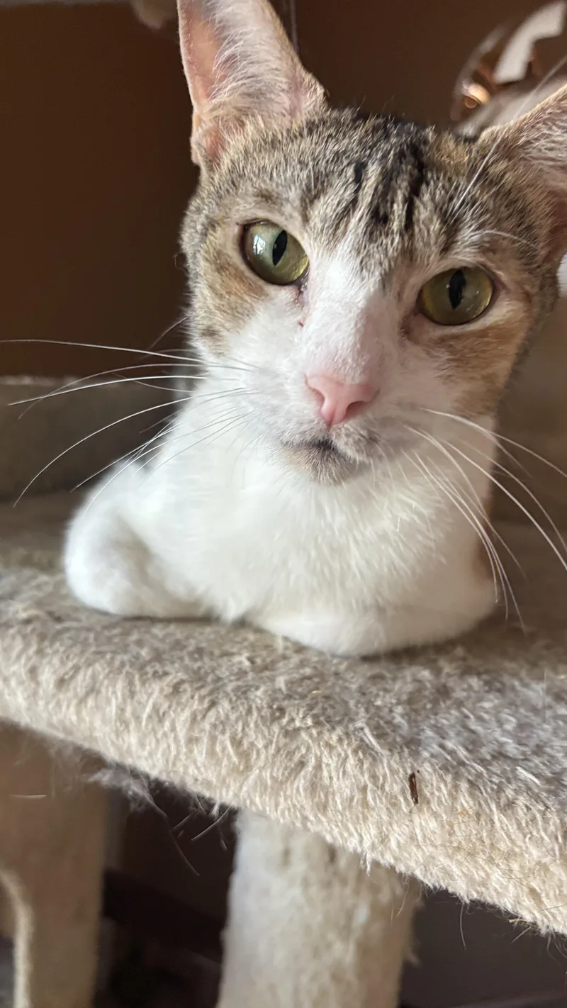 A young medium-sized female Calico cat named Sierra AKA Jumpstart for adoption in Melrose, MA