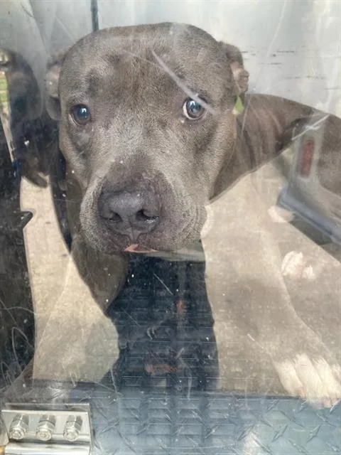 An adult large-sized male Pit Bull Terrier dog named Blue for adoption in Dallas, TX