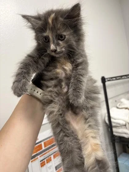 A baby small-sized female Domestic Medium Hair cat named Bunny for adoption in Sevierville, TN