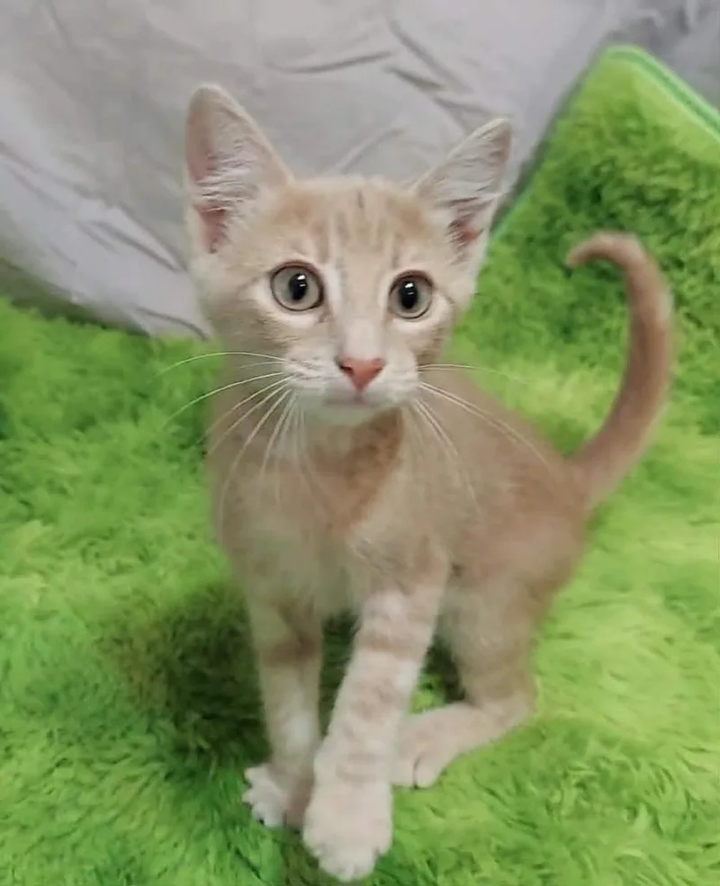 A baby medium-sized male Domestic Short Hair cat named Bertie Botts for adoption in Salt Lake City, UT