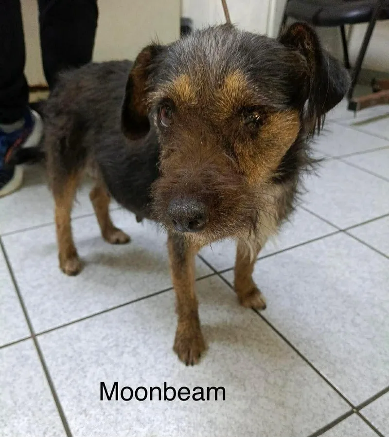 A young medium-sized female Terrier dog named Moonbeam for adoption in Windsor, CO