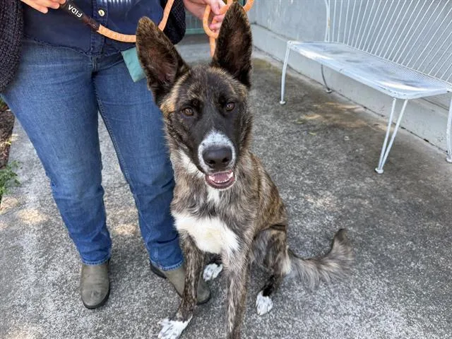 A young large-sized male German Shepherd Dog dog named Sol for adoption in Santa Rosa, CA
