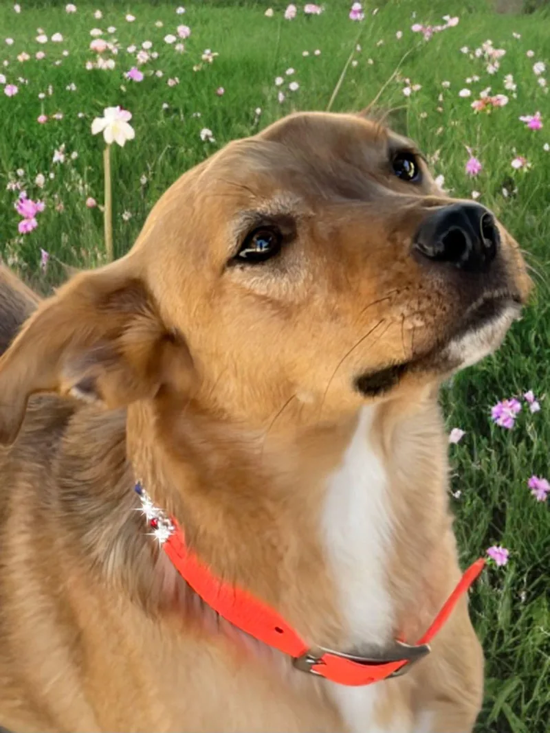 Sadie thumbnail 2