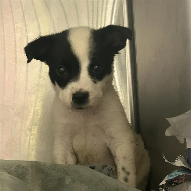 A baby small-sized male American Staffordshire Terrier dog named Amires for adoption in San Antonio, TX