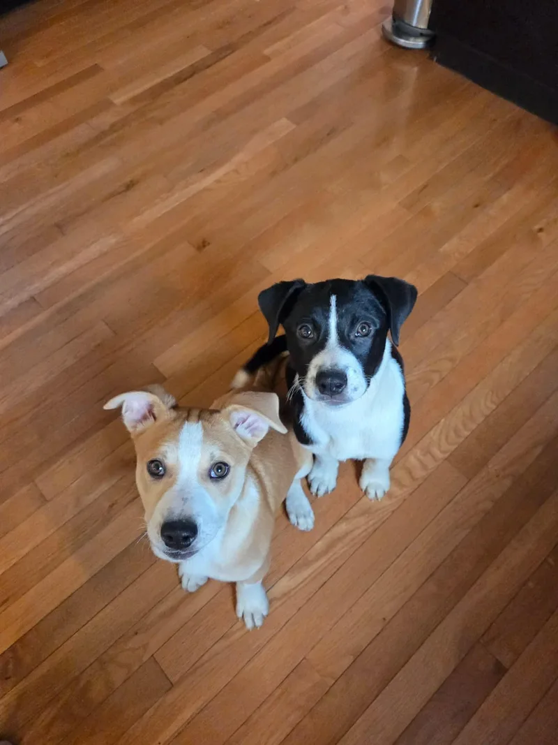 A baby medium-sized male White / Cream Australian Shepherd dog named Chestnut for adoption in Lewis Center, OH
