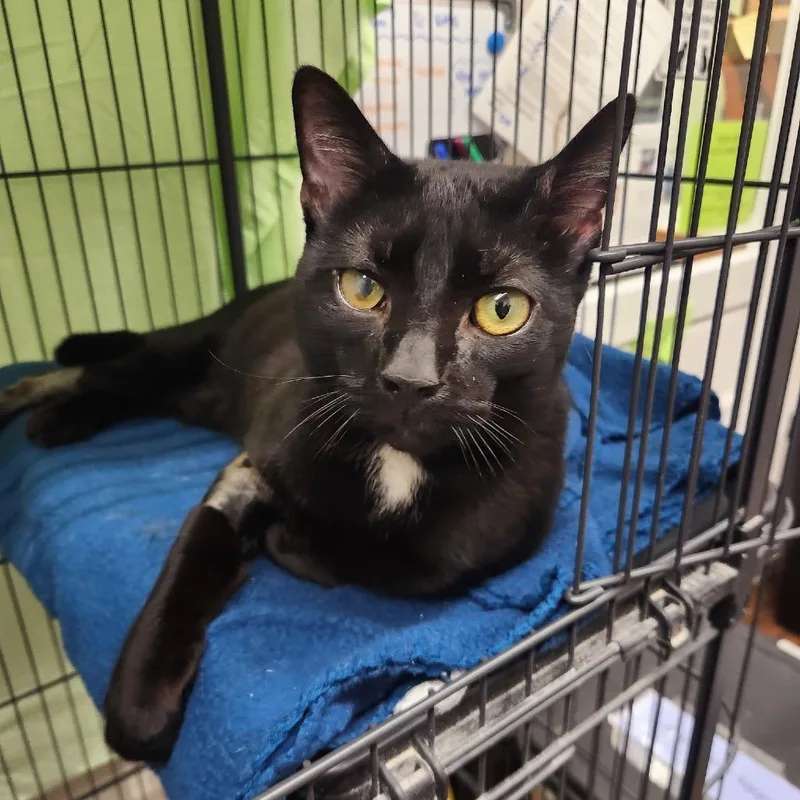 A young medium-sized male Black Domestic Short Hair cat named Gary for adoption in Mount Laurel, NJ
