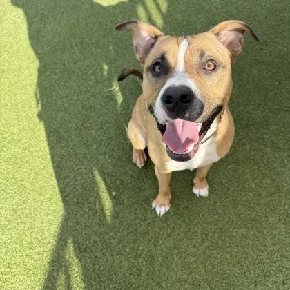 An adult medium-sized male Mixed Breed dog named Bubble for adoption in Merriam, KS