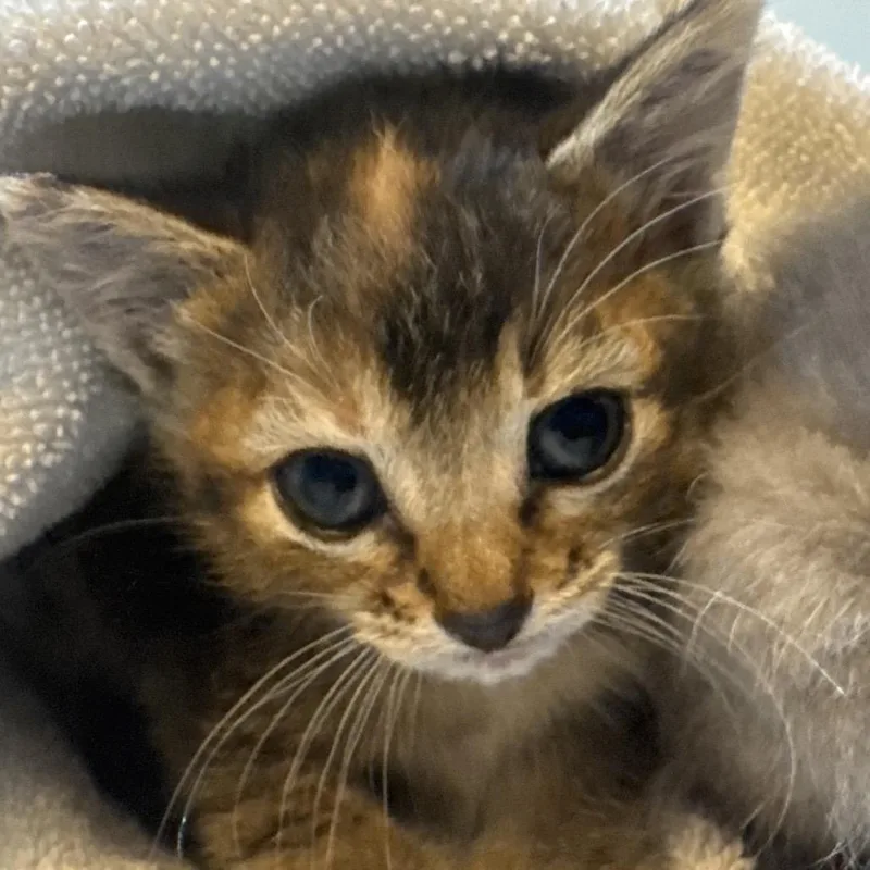 A baby small-sized female Black Domestic Short Hair cat named Fig for adoption in Austin, TX