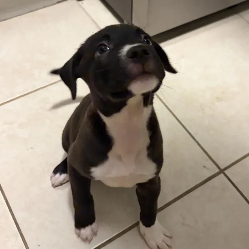 A baby medium-sized male Black Labrador Retriever dog named Tiramisu  Our Sweet for adoption in Carolina, PR