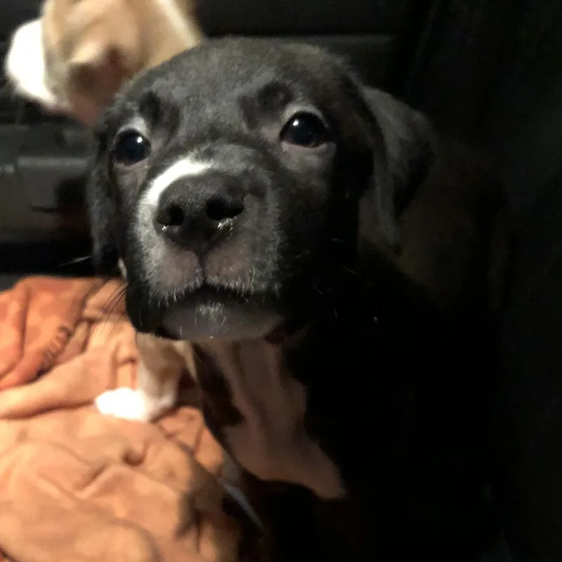 Tiramisu  Our Sweet thumbnail 3